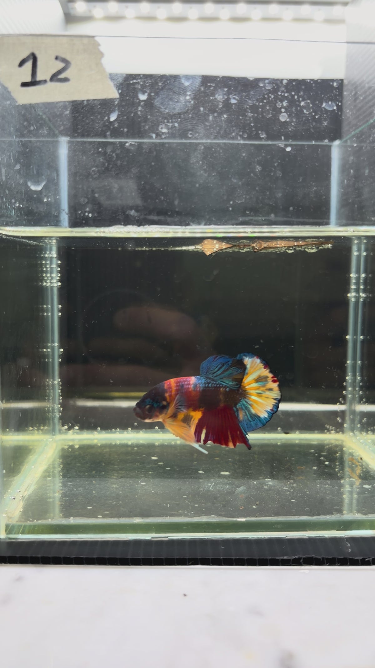 Plakat multicolor candy HMPK 12(male)