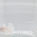 Halfmoon White - HM00053