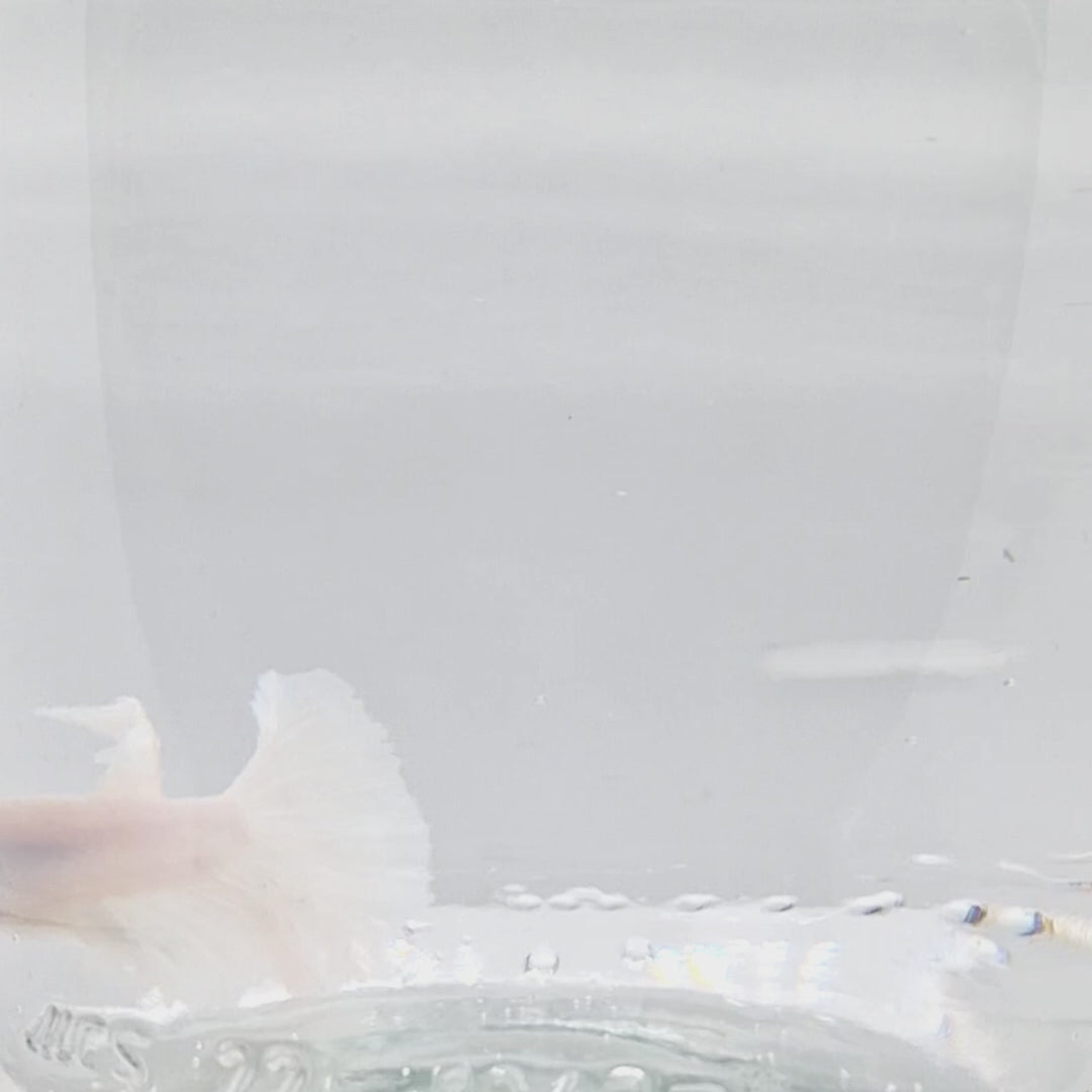 Halfmoon White - HM00053