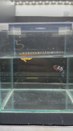 Plakat Candy bianco (FEMMINA)