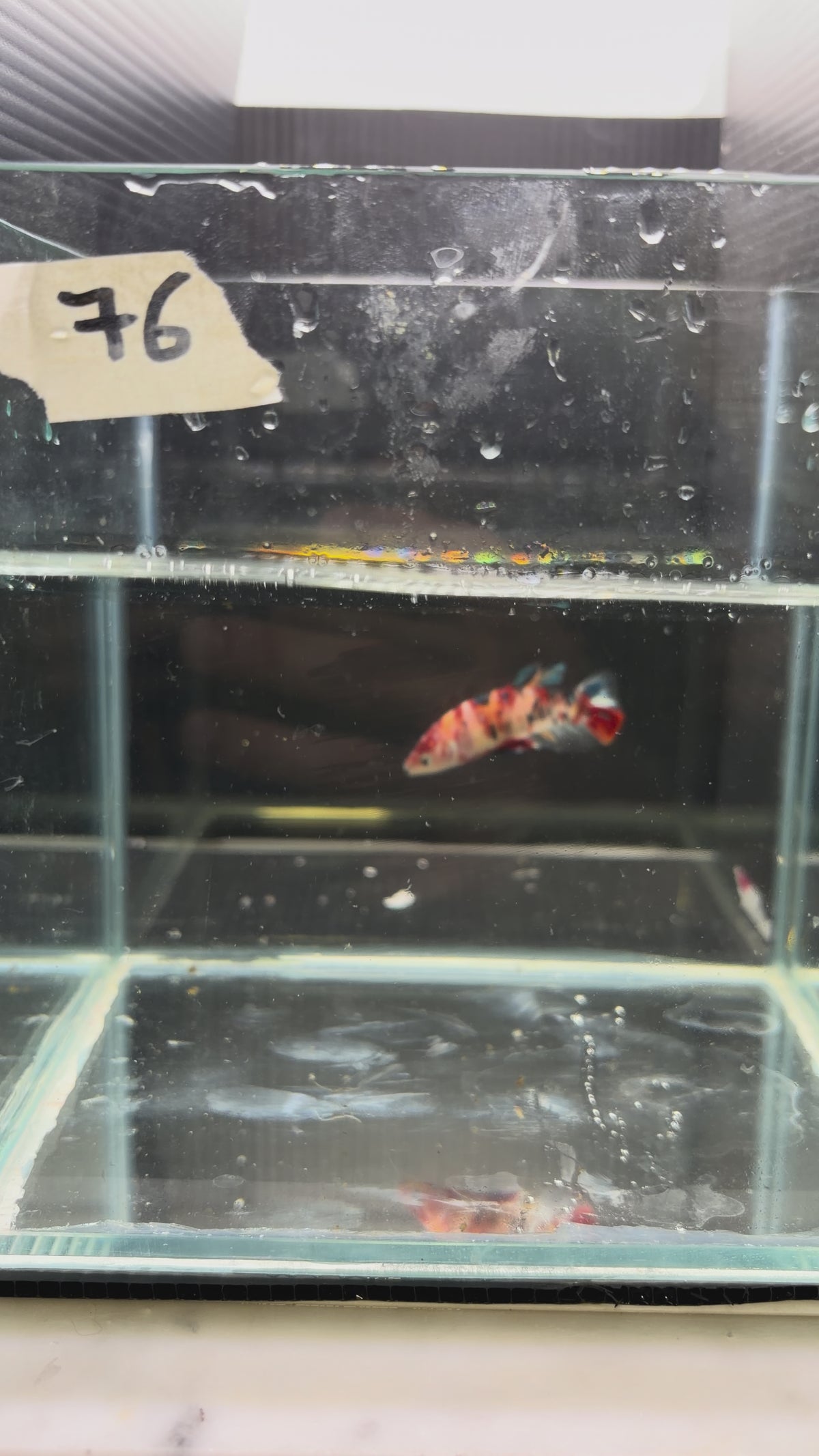 Plakat Candy (Female)PK76