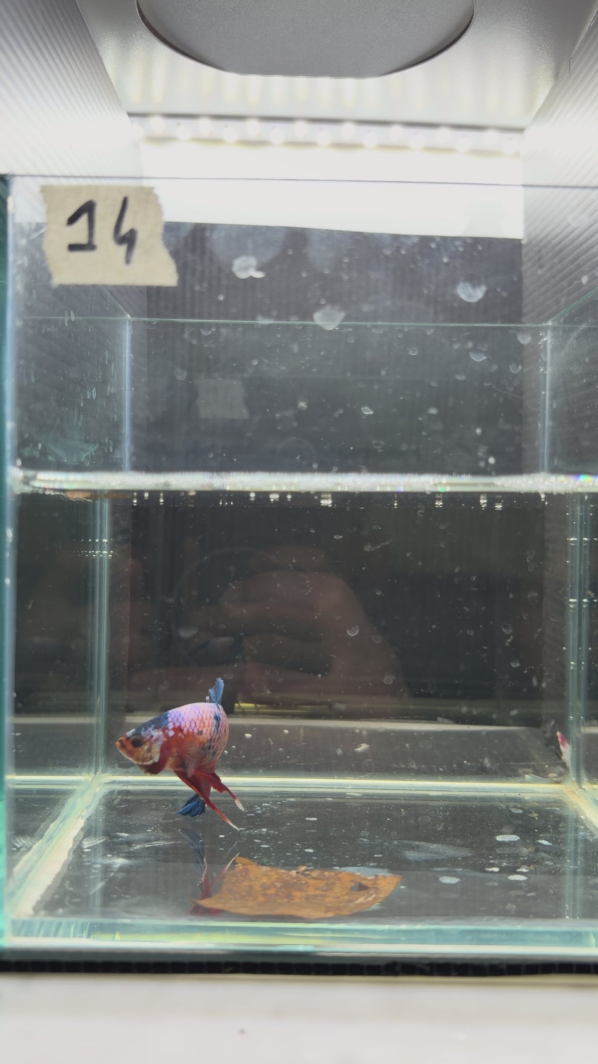 Plakat giant multicolor HMPK 14 (male)