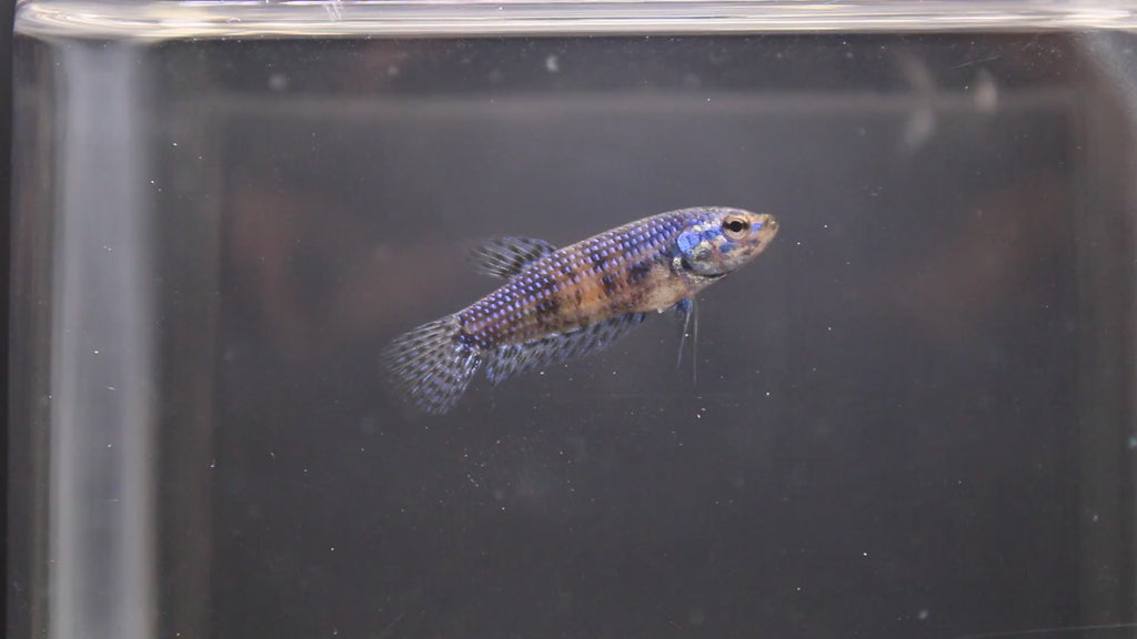 Alien Blue Femmina - AL00008