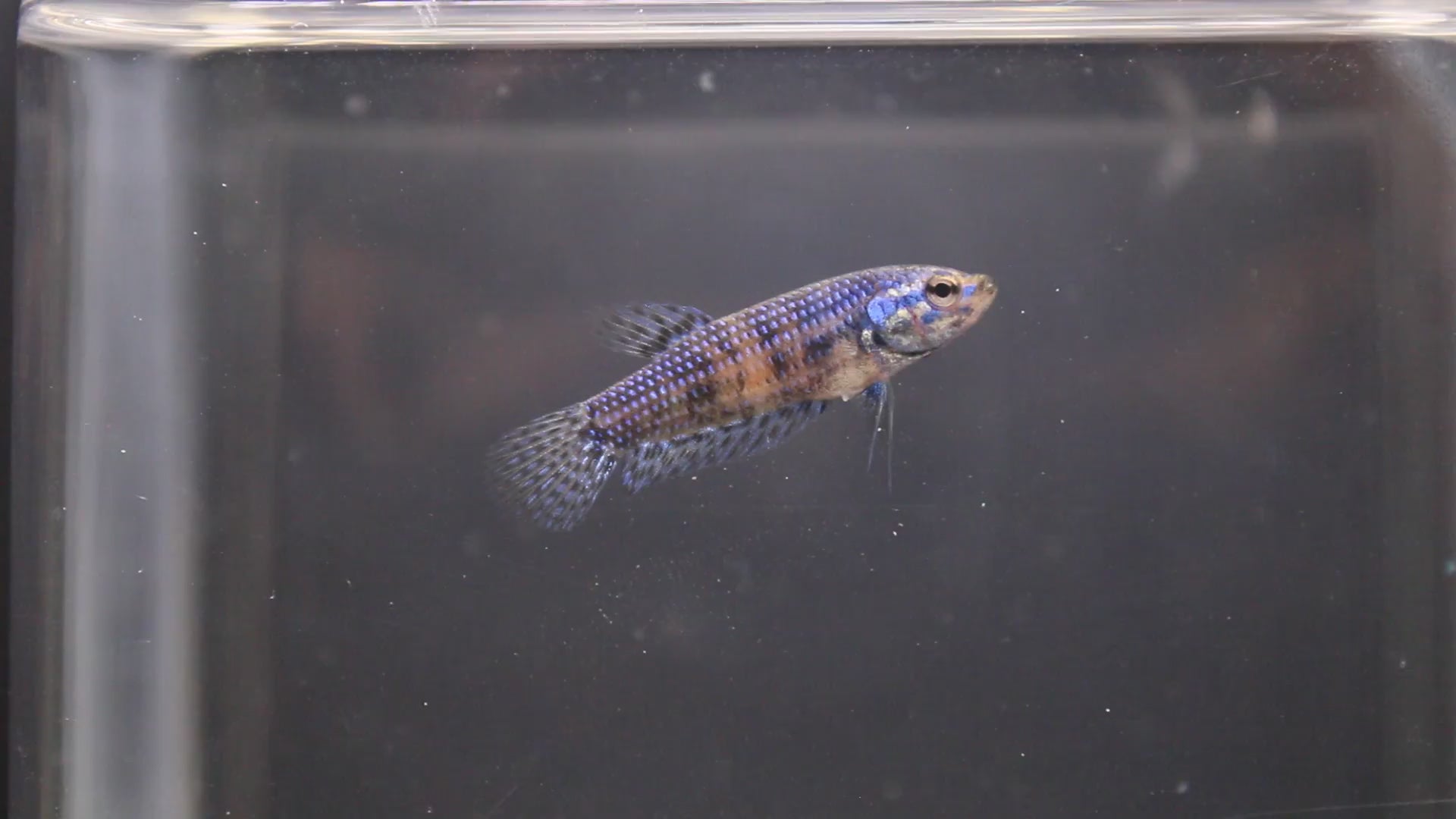 Alien Blue Femmina - AL00008