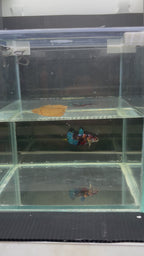 Plakat Black Candy (FEMMINA)