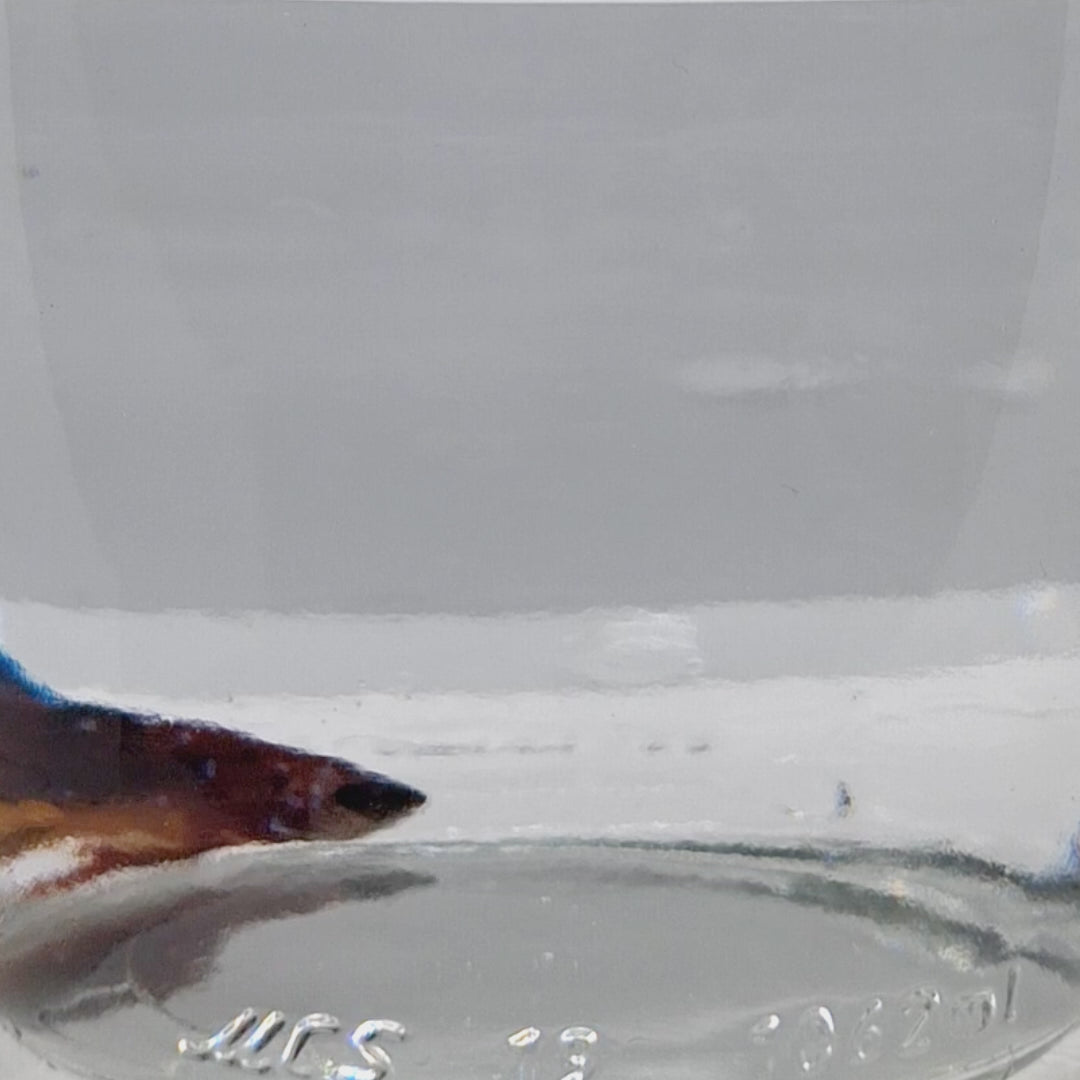 Plakat Koi - PK00015