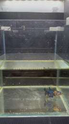 Plakat Yellow Candy (FEMMINA)