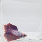 Halfmoon Lavander - HM00023