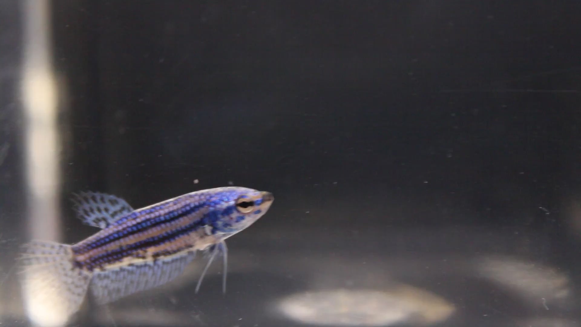 Alien Blue Femmina - AL00006