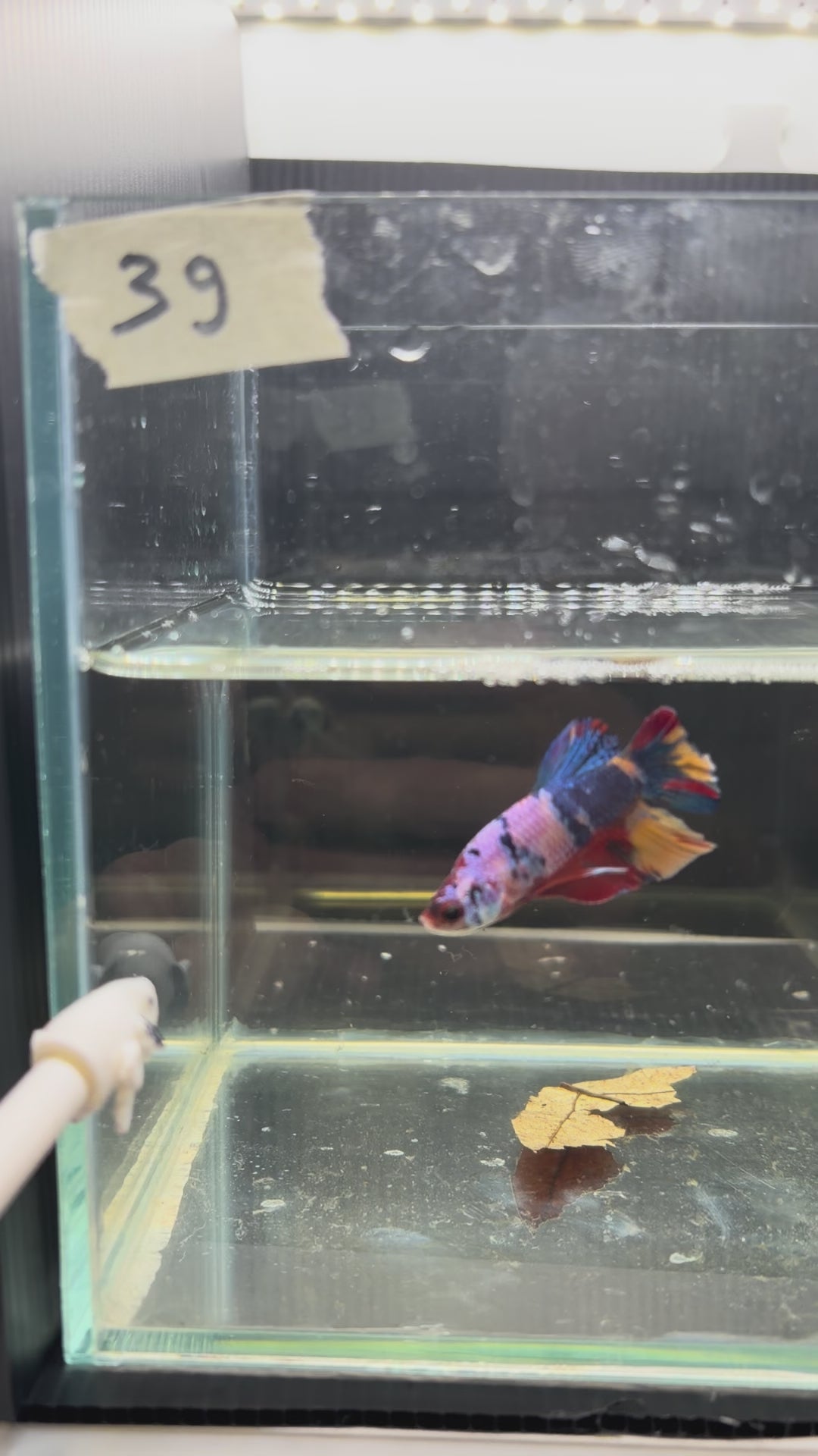 Plakat multicolor candy special grade PK39(male)