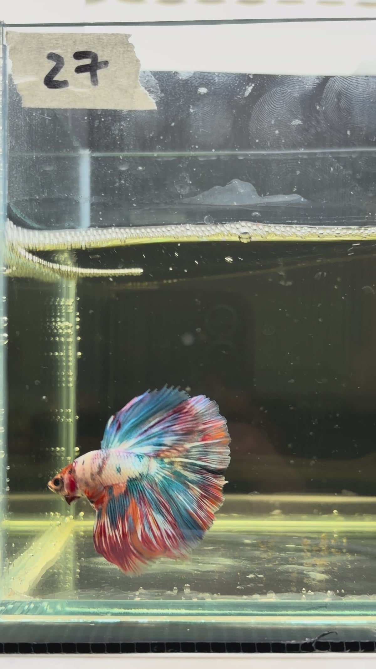 Halfmoon multicolor candy HM27