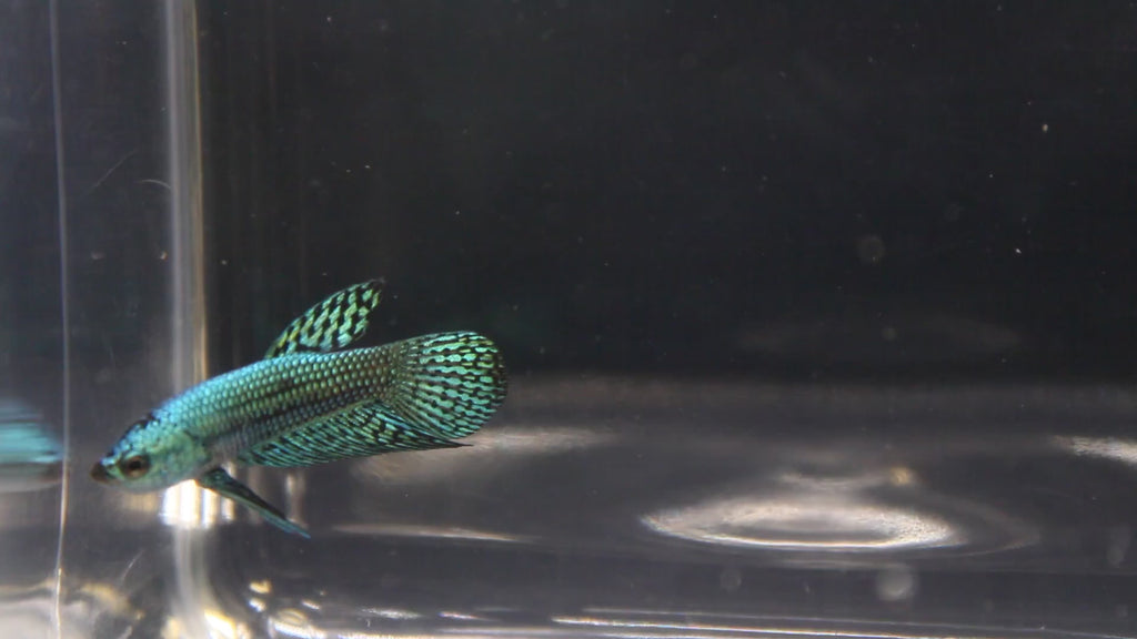 Alien Blue Maschio - AL00002