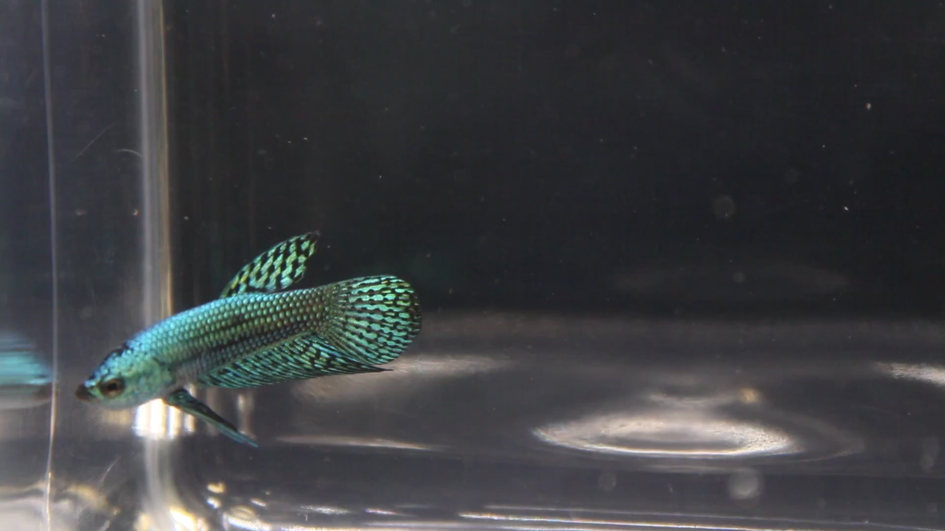 Alien Blue Maschio - AL00002