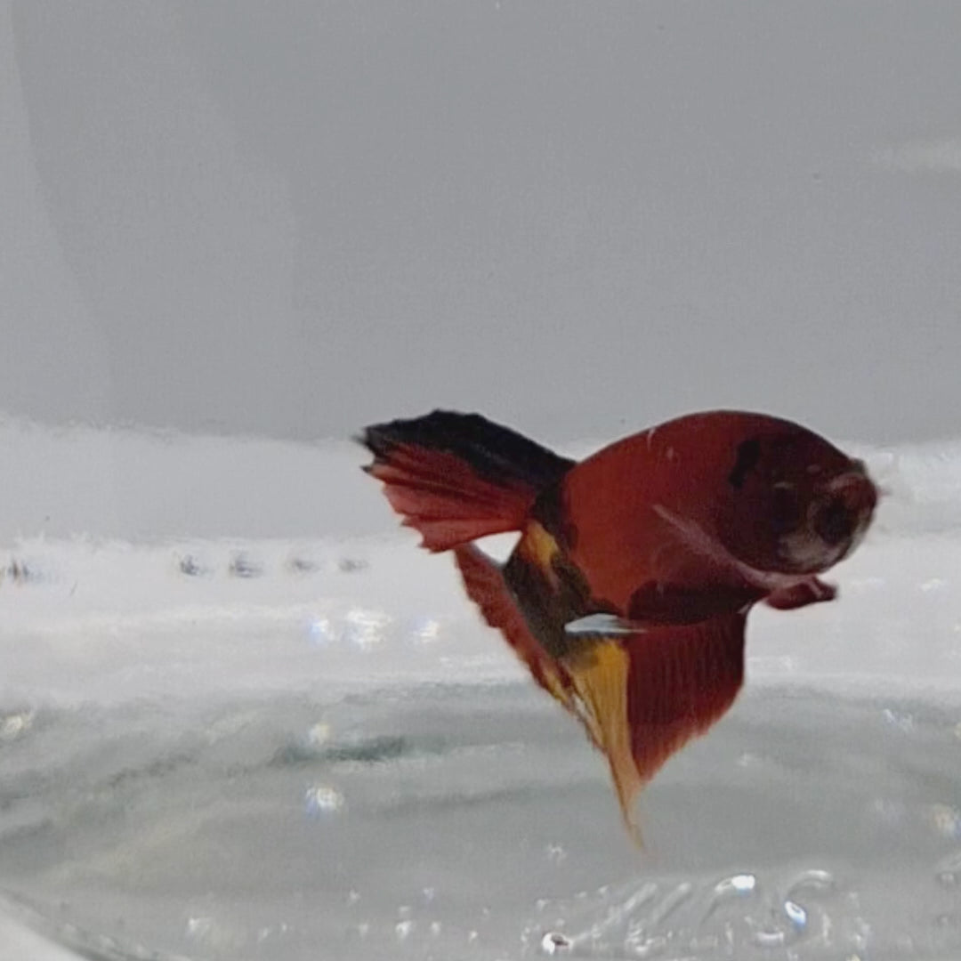 Plakat Koi - PK00013