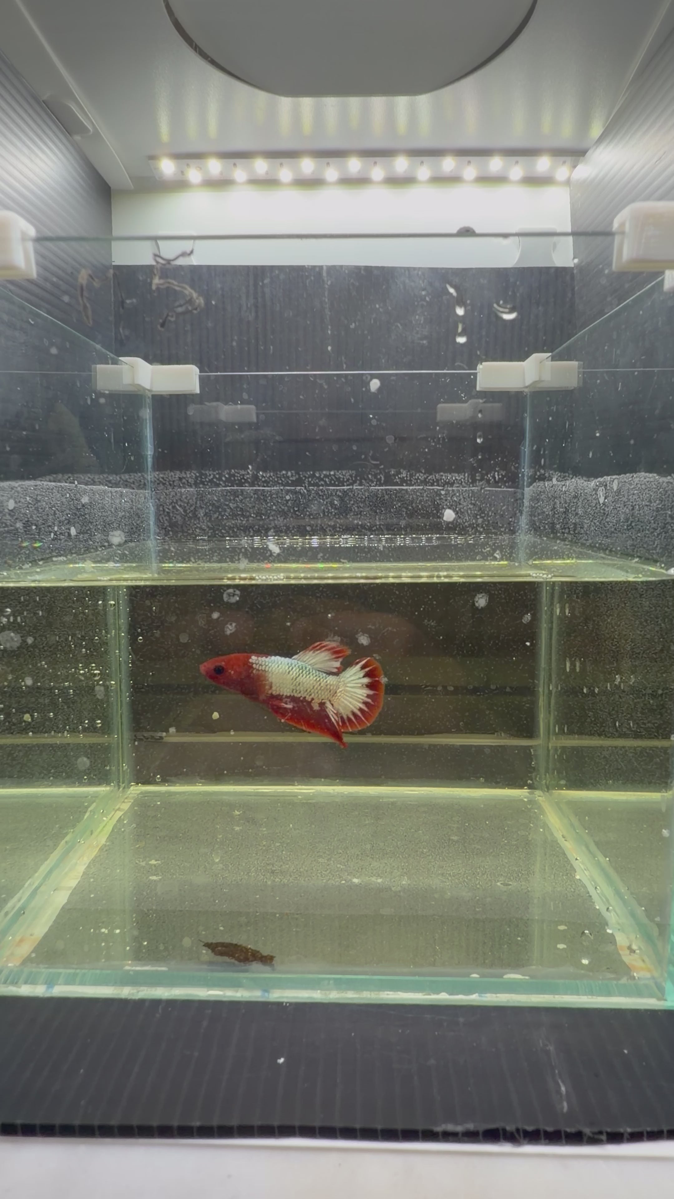 Plakat Koi FCCP (MASCHIO)