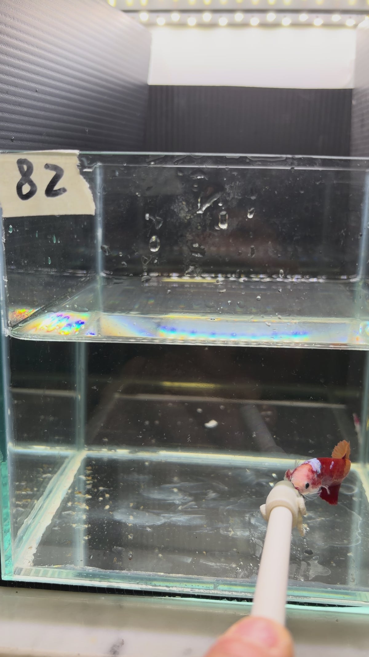 Plakat Candy (Female)Pk82