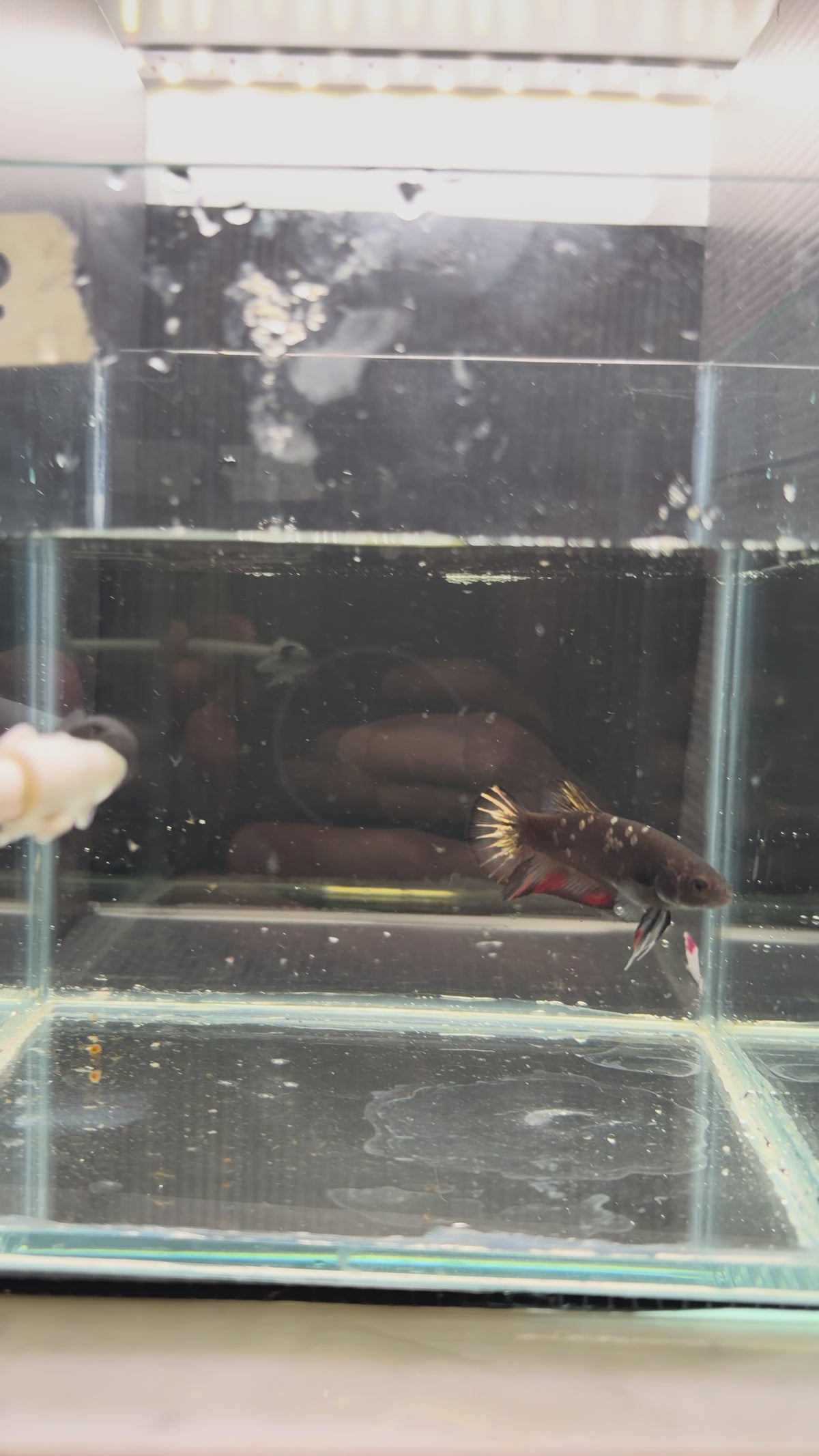 Plakat avatar nemo gold HMPK52(Female)