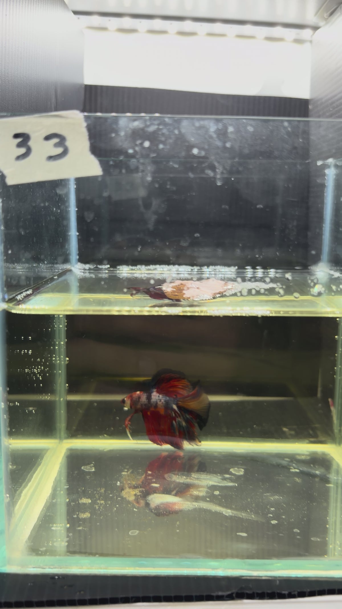 Halfmoon multicolor candy HM33