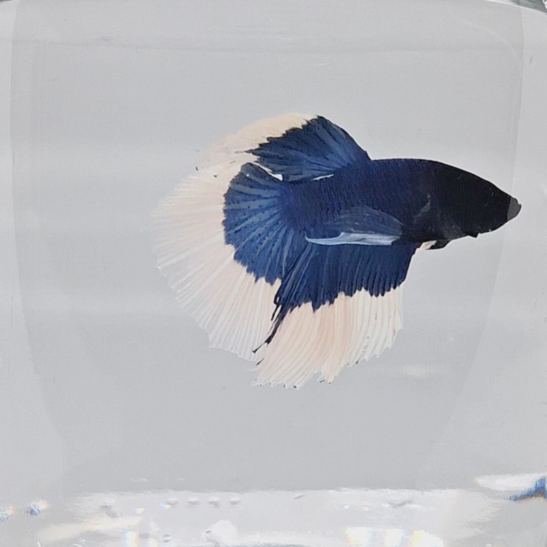 Halfmoon Blue Butterfly - HM00031