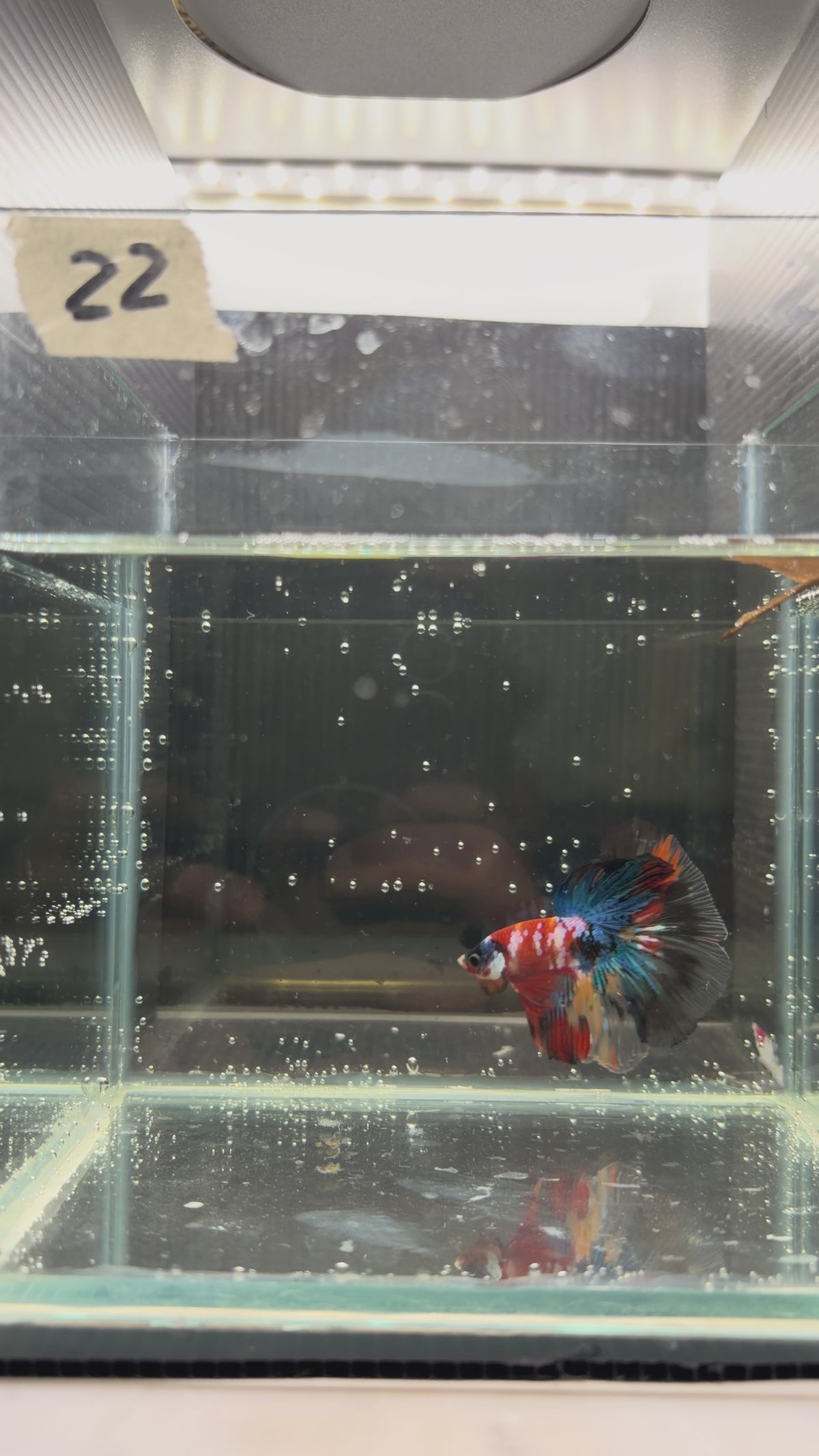 Halfmoon multicolor candy HM22(male)