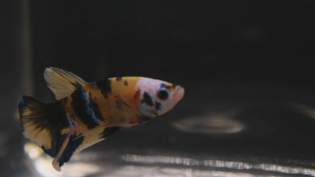 Plakat Koi Yellow - PK00020