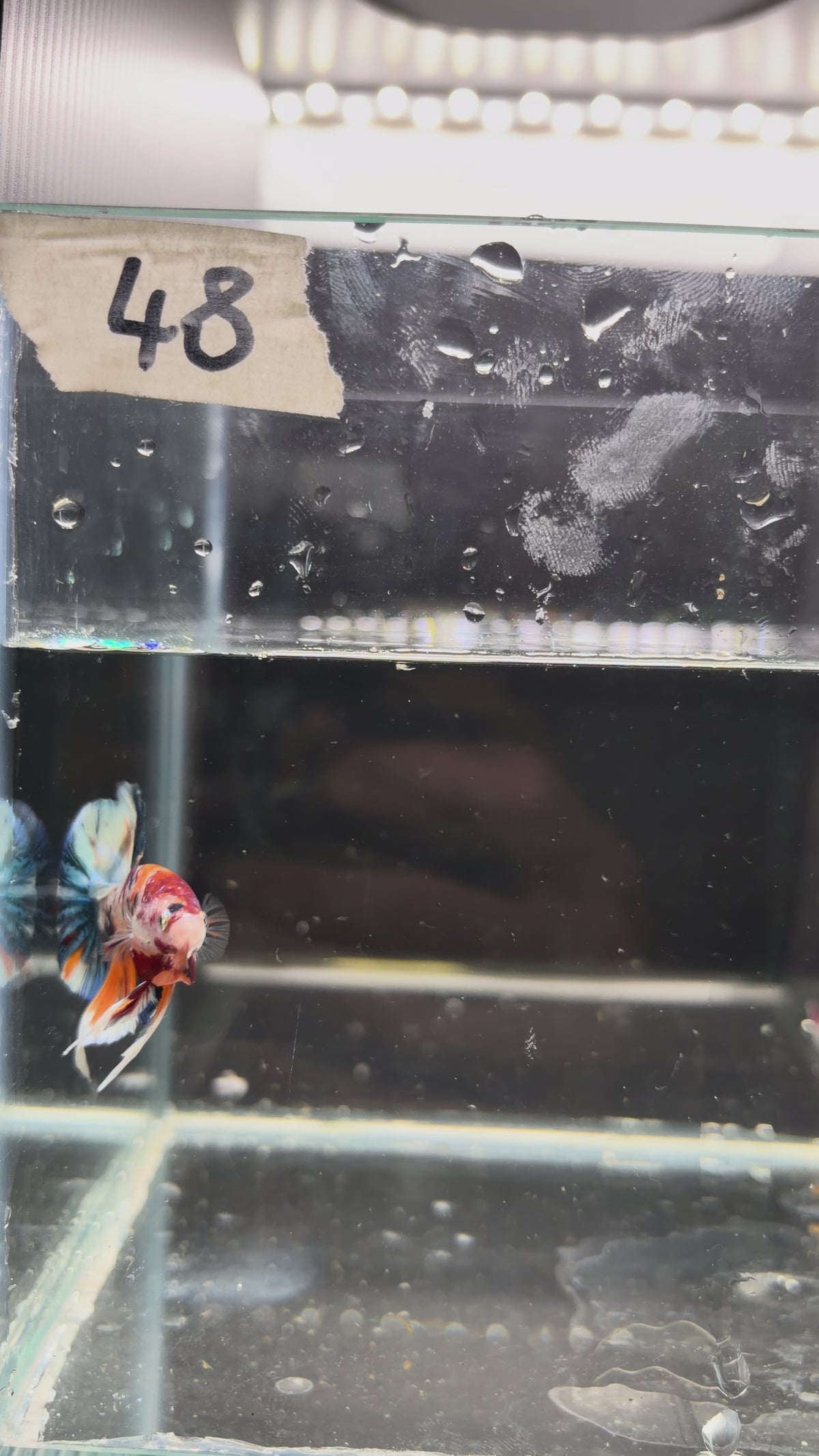 Plakat multicolor metallic candy HMPK48(male)
