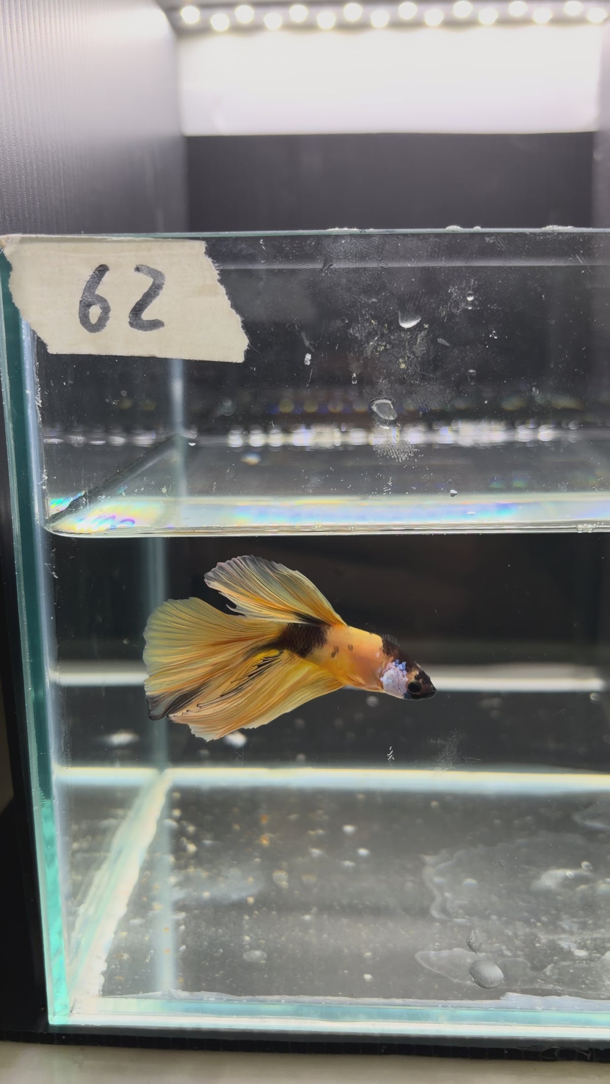 Halfmoon multicolor HM62(male)