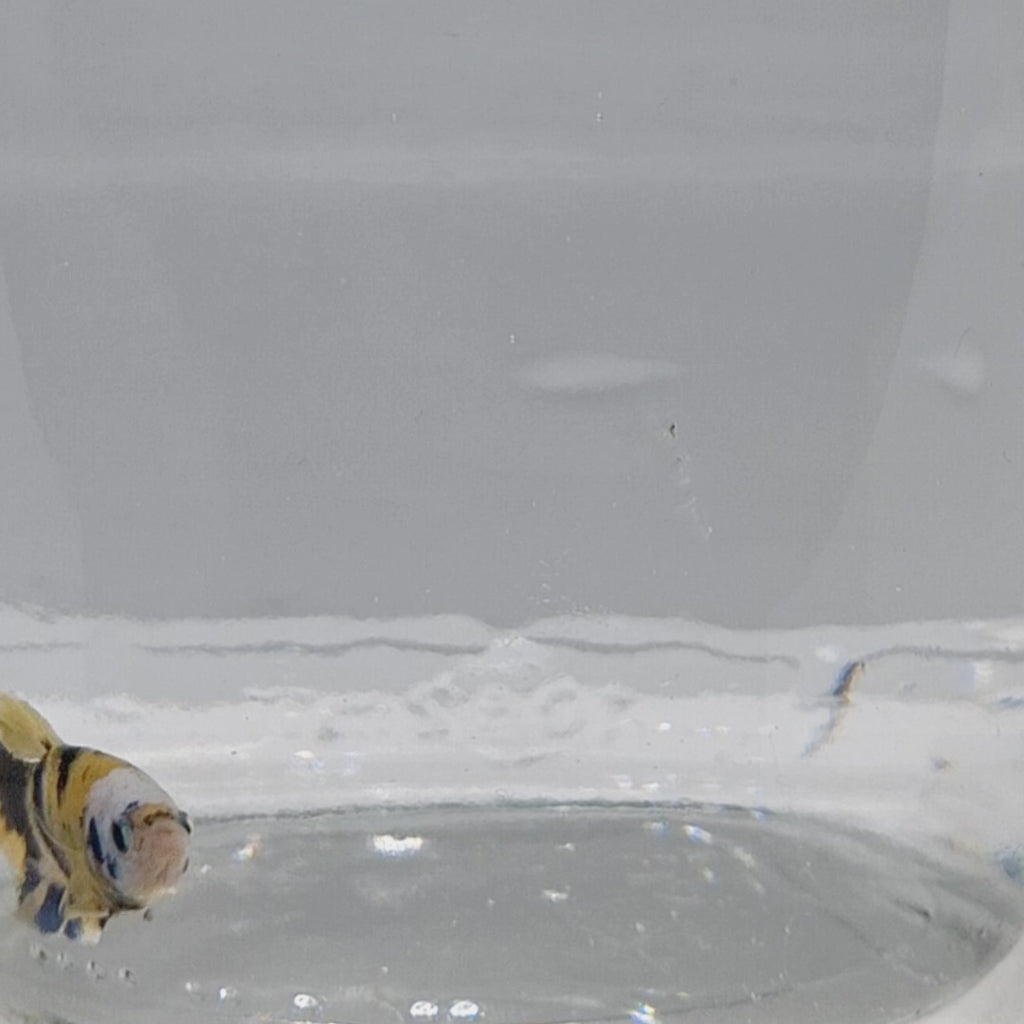 Plakat Koi Yellow - PK00020