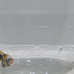 Plakat Koi Yellow - PK00020