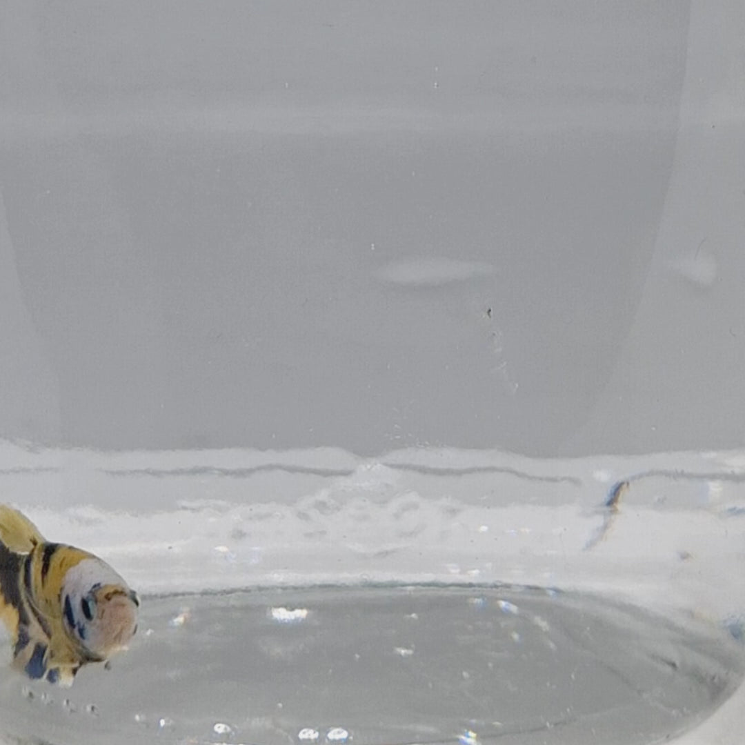 Plakat Koi Yellow - PK00020