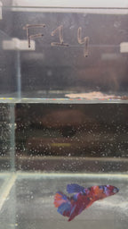 Plakat Nemo Candy red (FEMMINA)