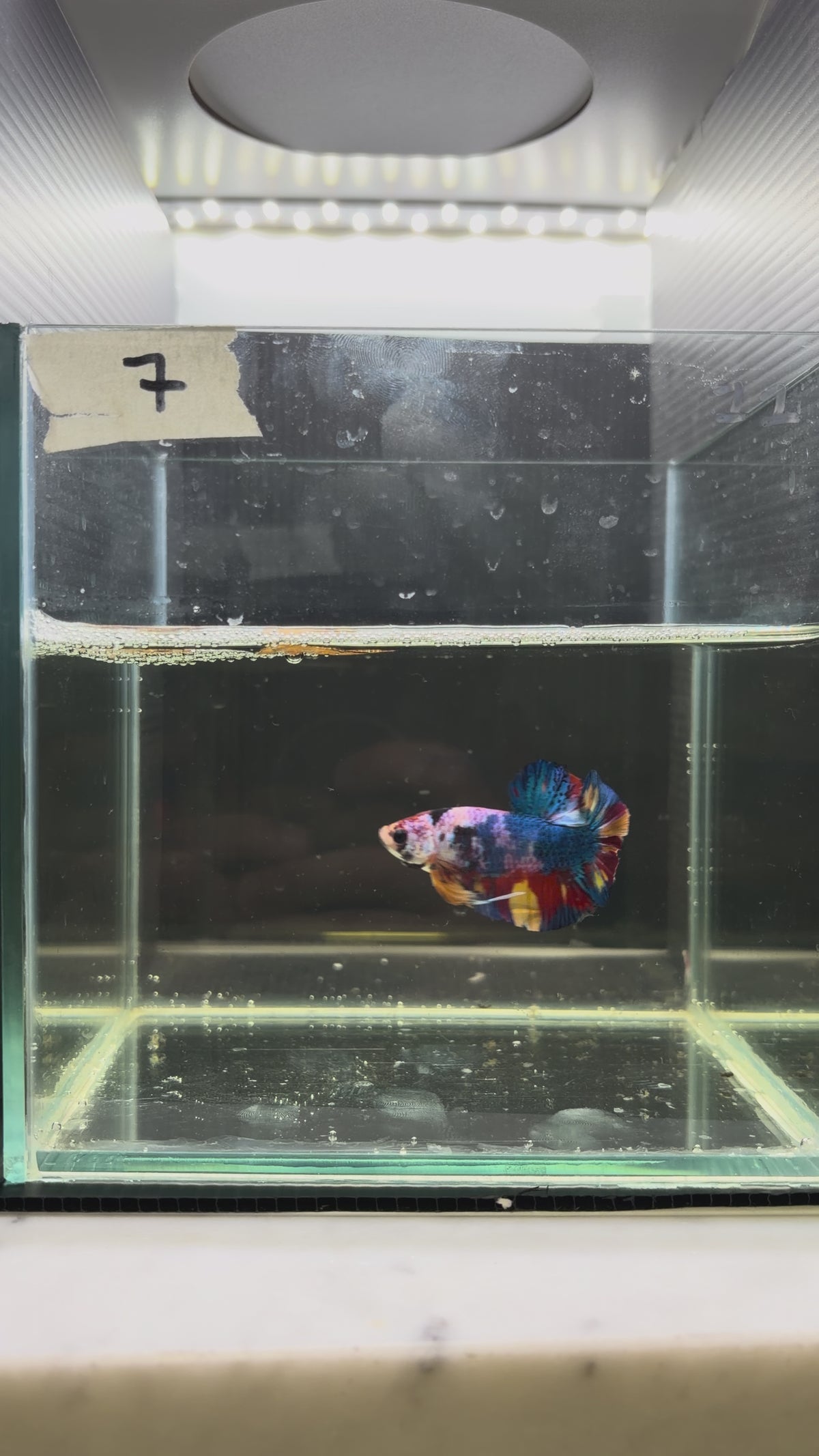 Plakat multicolor candy HMPK 7(male)
