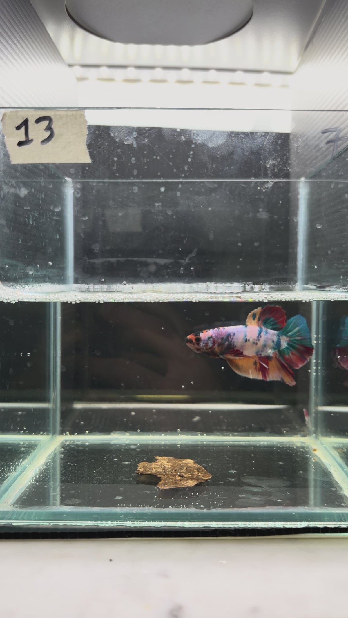 Plakat Giant multicolor HMPK 13(male)