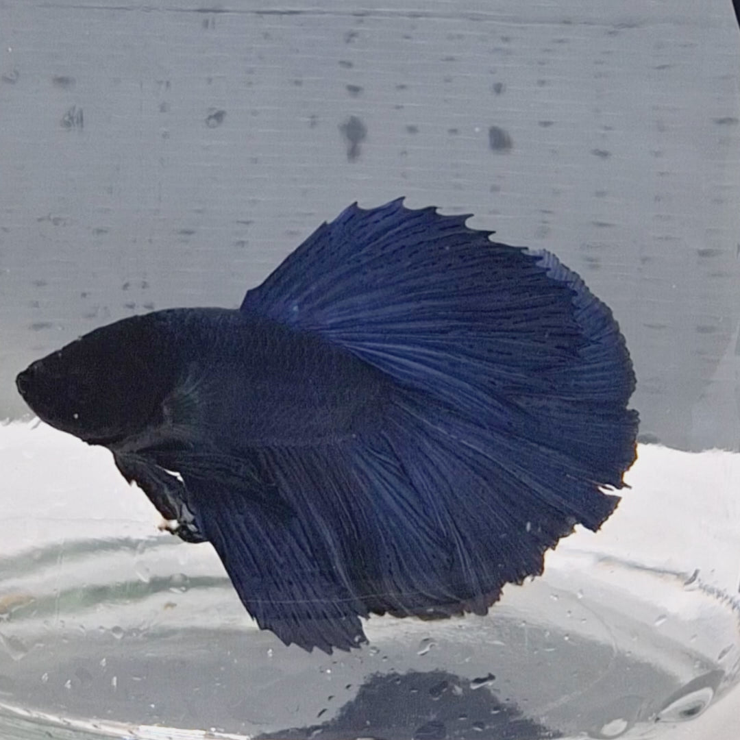 Halfmoon Blue - HM00016