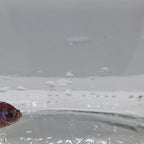 Plakat Koi - PK00006