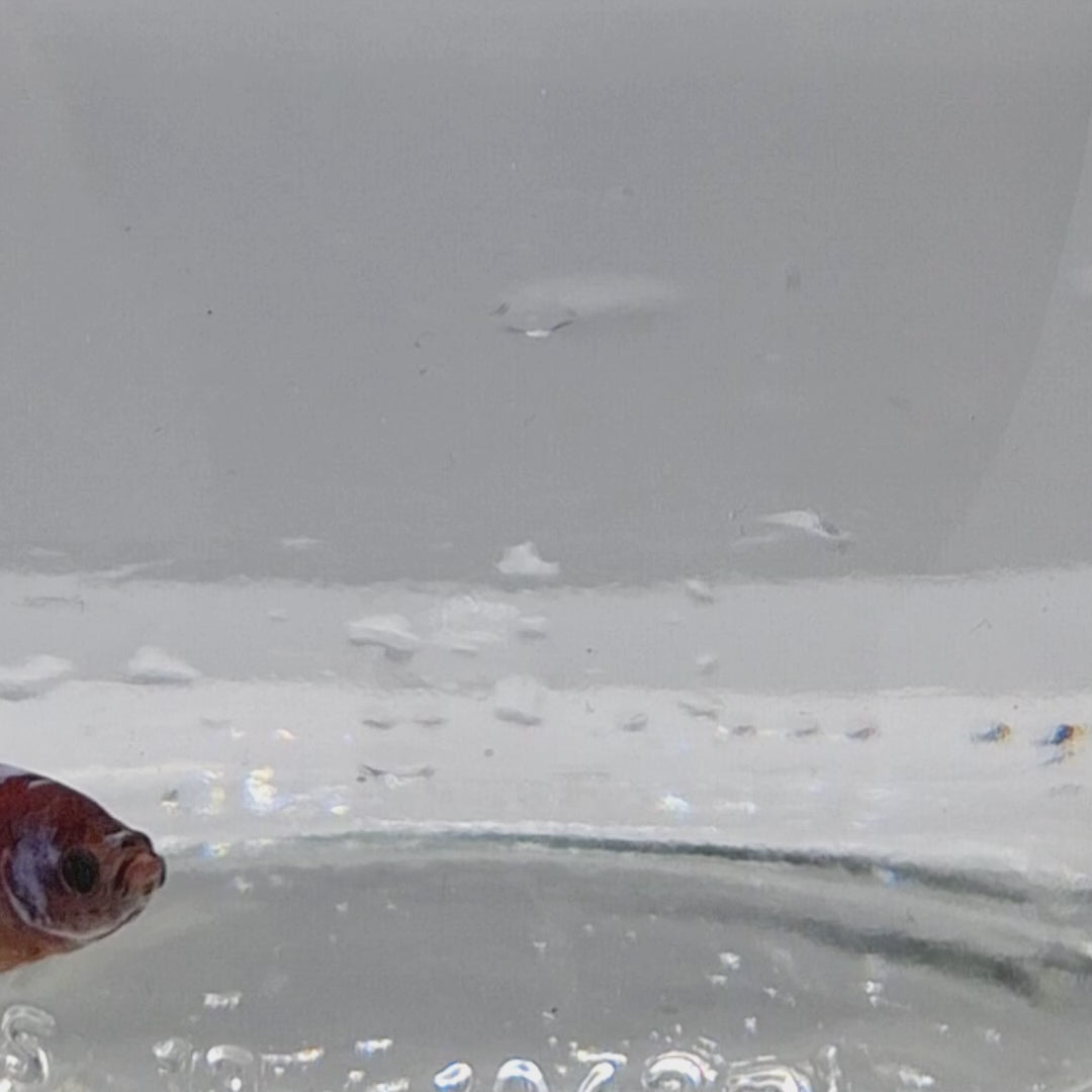 Plakat Koi - PK00006