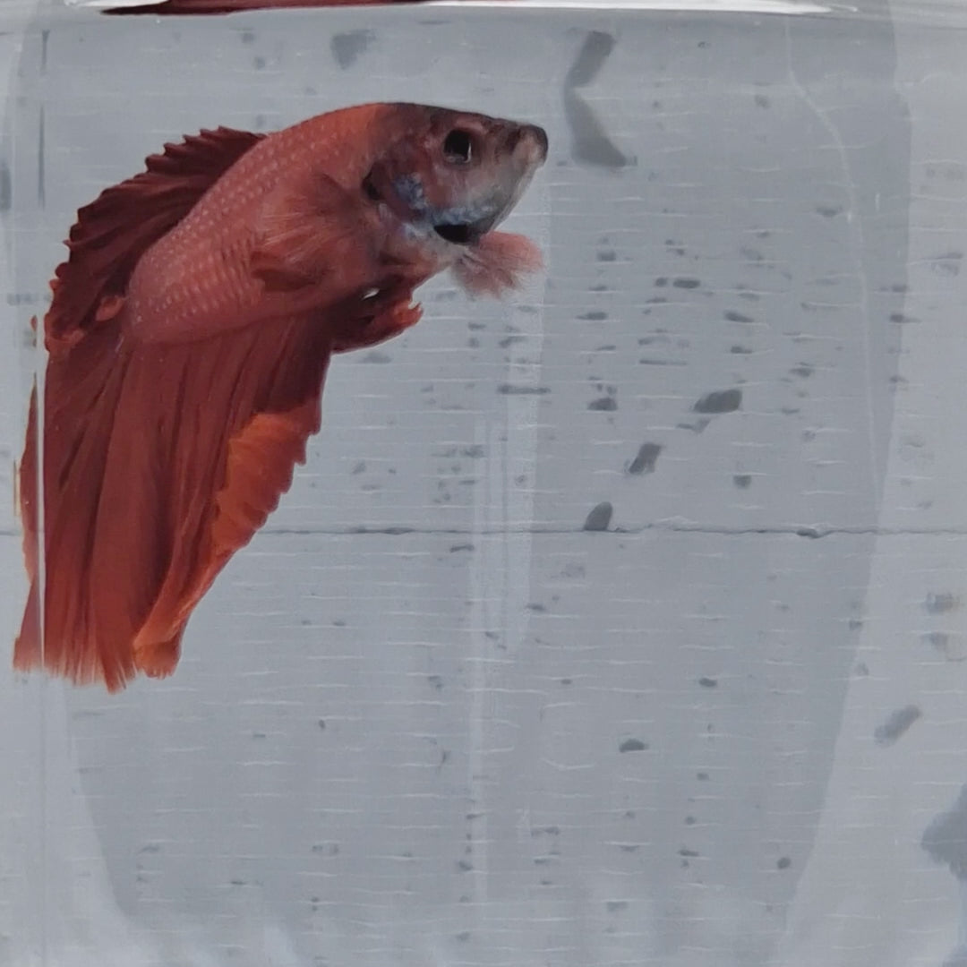 Halfmoon Red - HM00001
