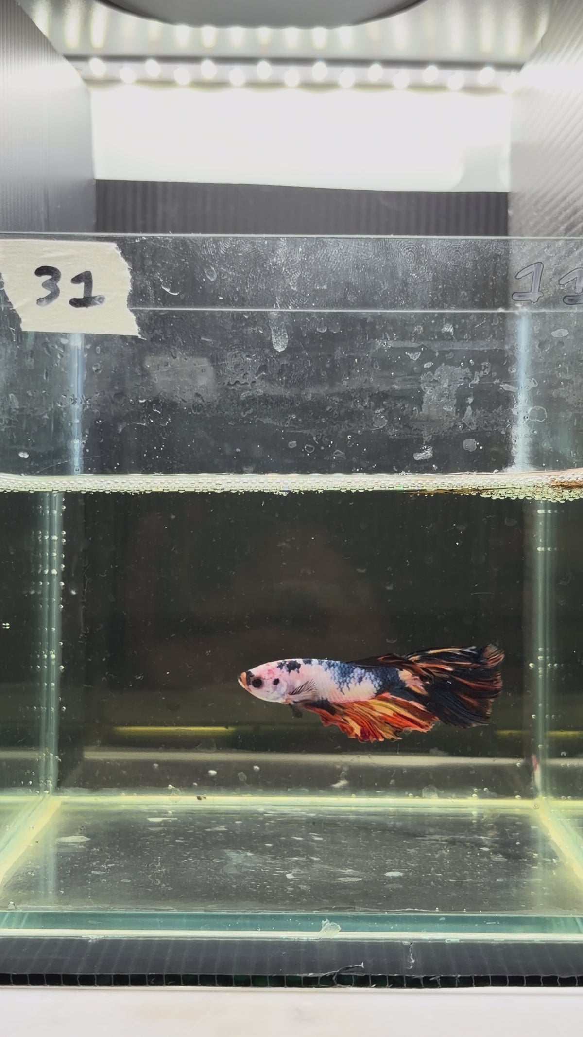 Halfmoon multicolor candy HM31