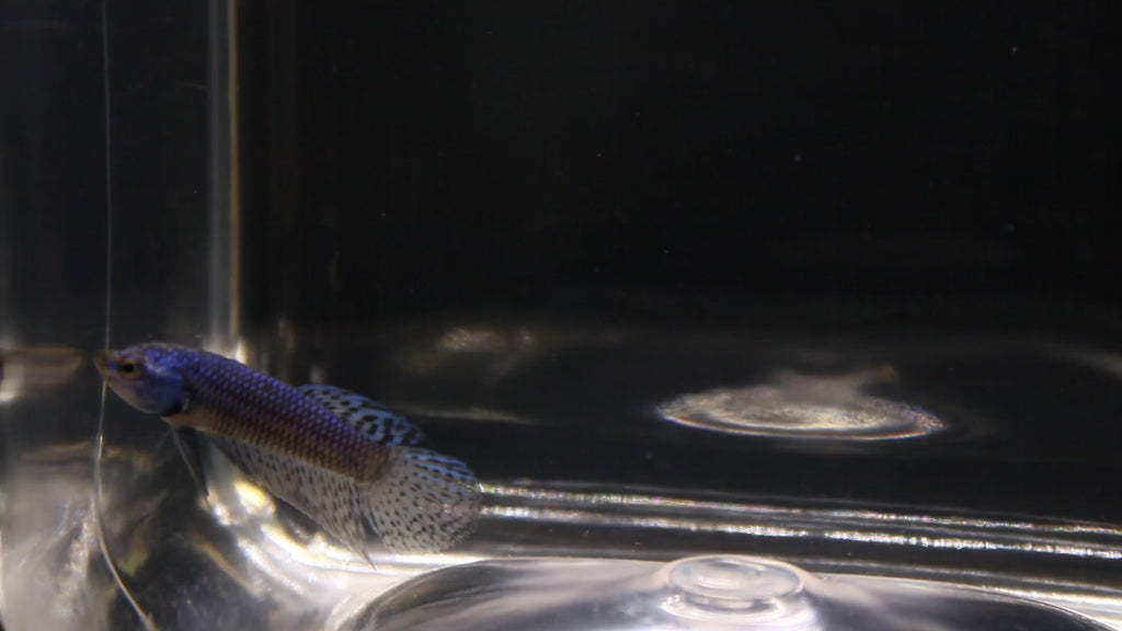 Alien Blue Maschio - AL00003