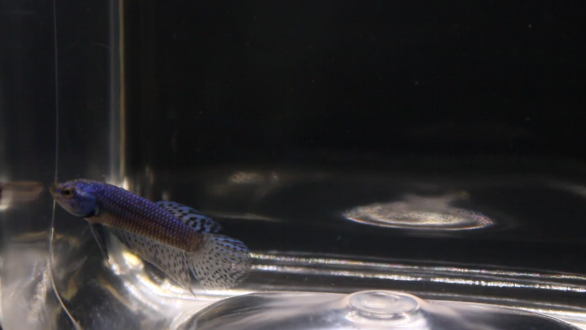 Alien Blue Maschio - AL00003