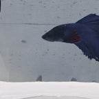 Halfmoon Blue - HM00013