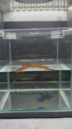 Plakat Black Candy (FEMMINA)