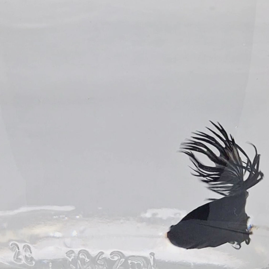 Crown Tail Black - CT00002