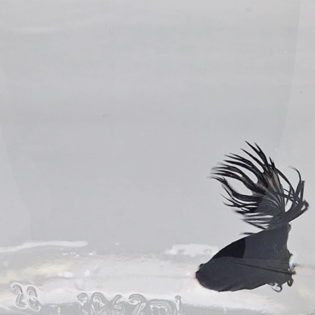 Crown Tail Black - CT00002