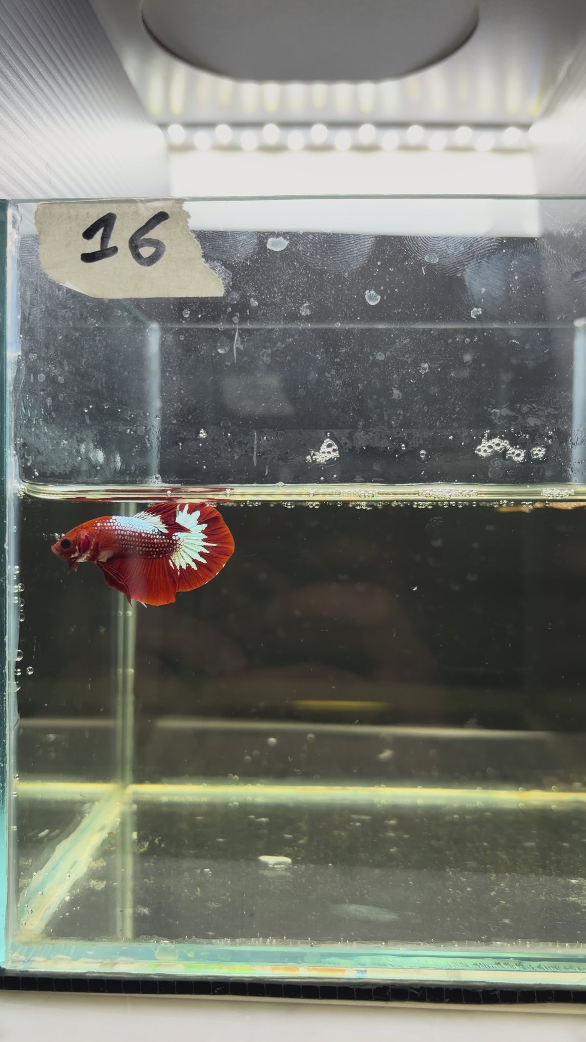 Plakat Hellboy Cooper HMPK 16 (male)