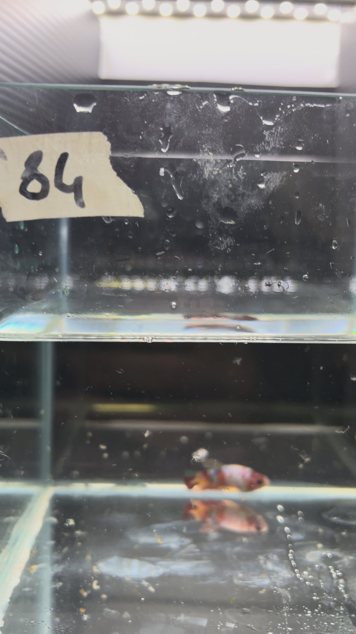 Plakat Candy (Female)PK84