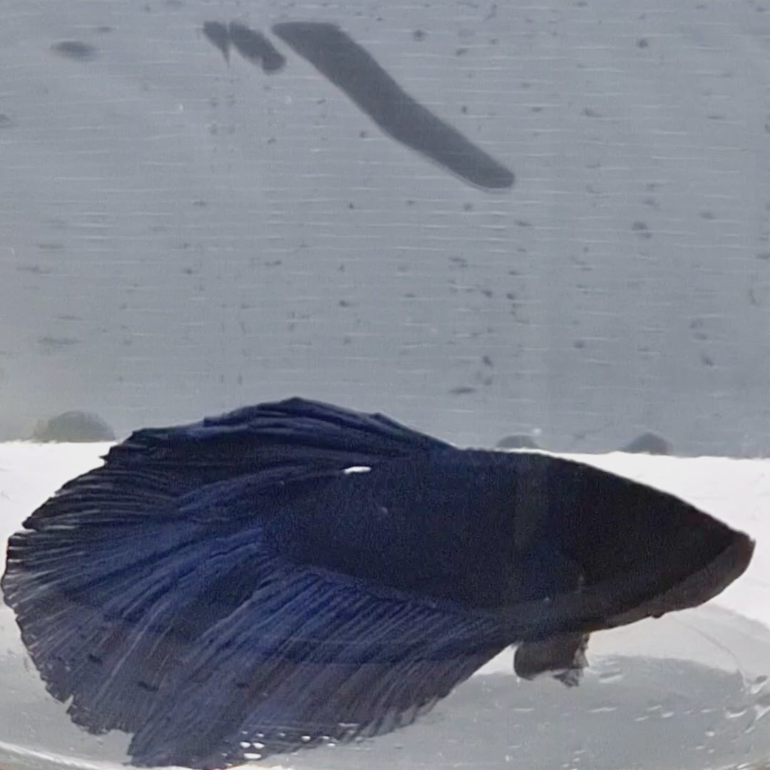 Halfmoon Blue - HM00014