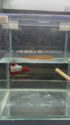 Plakat koi FCCP (MASCHIO)