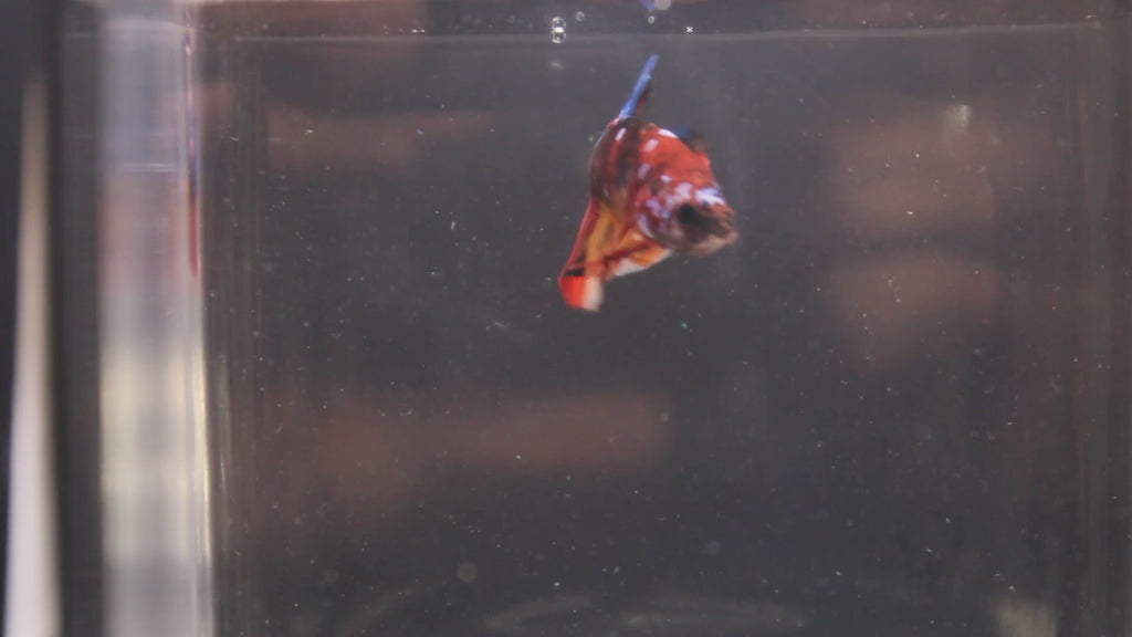 Plakat Koi - PK00015