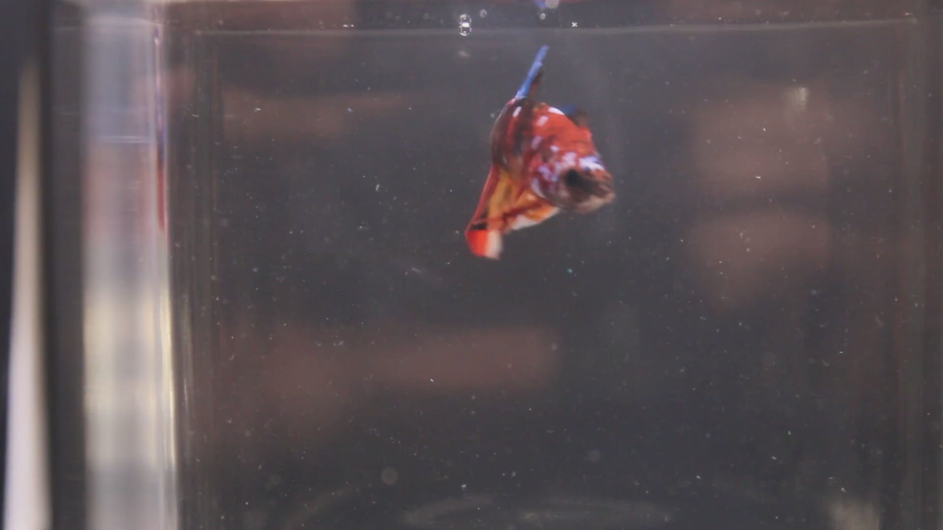 Plakat Koi - PK00015